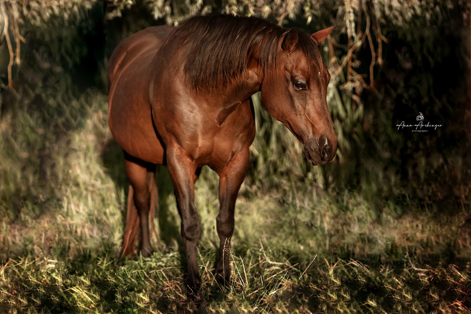 Brown horse standing in dappled sunlight near foliage.