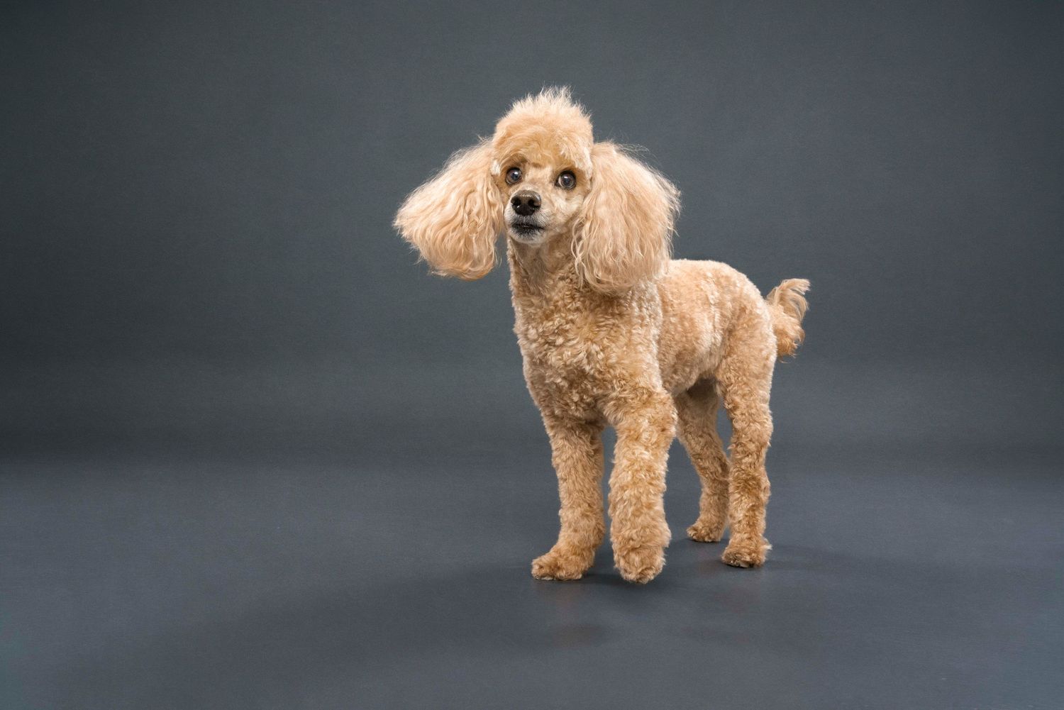 Pet photography session Toronto