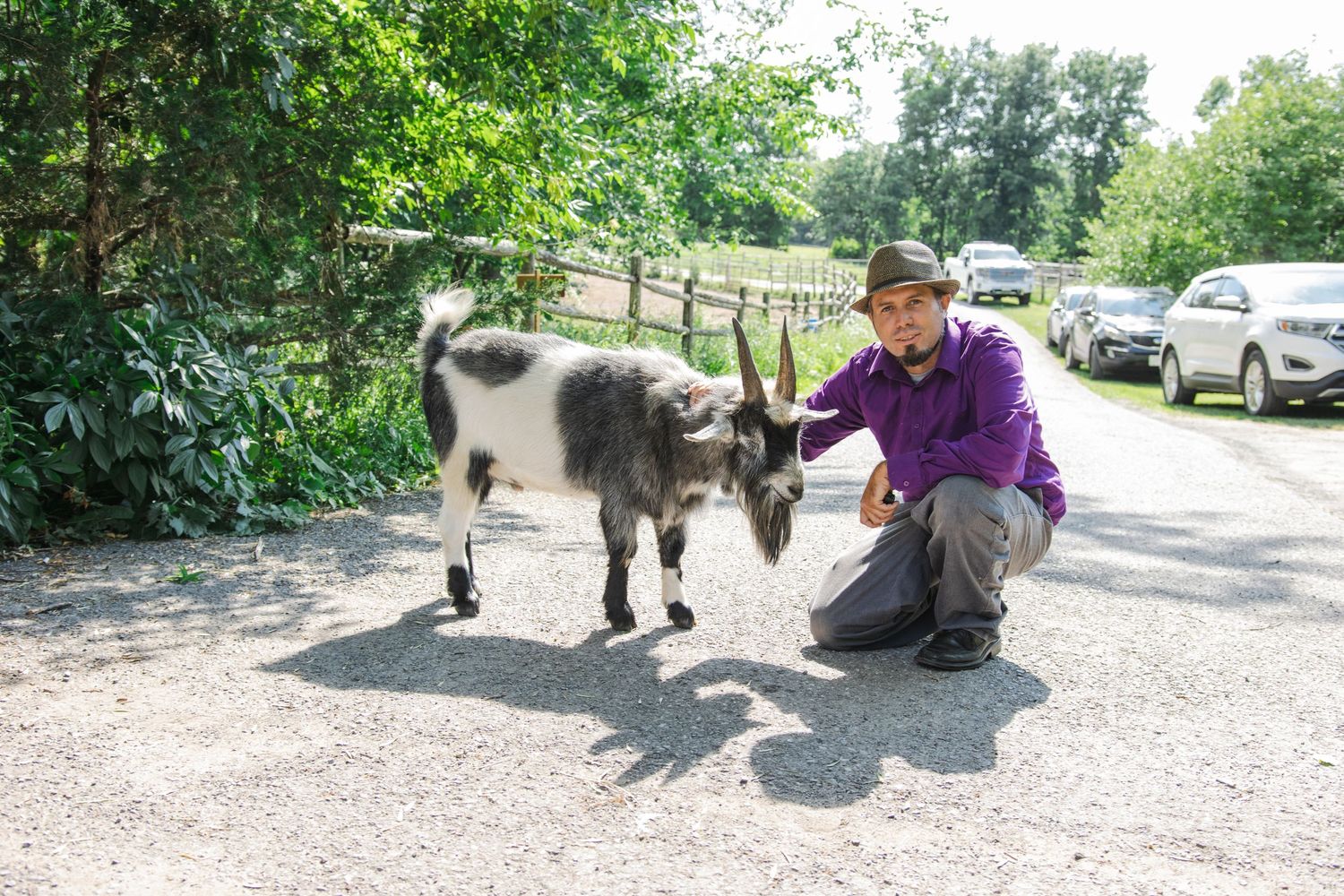 A miniature donkey stands with someone on a gravel path near parked cars.
