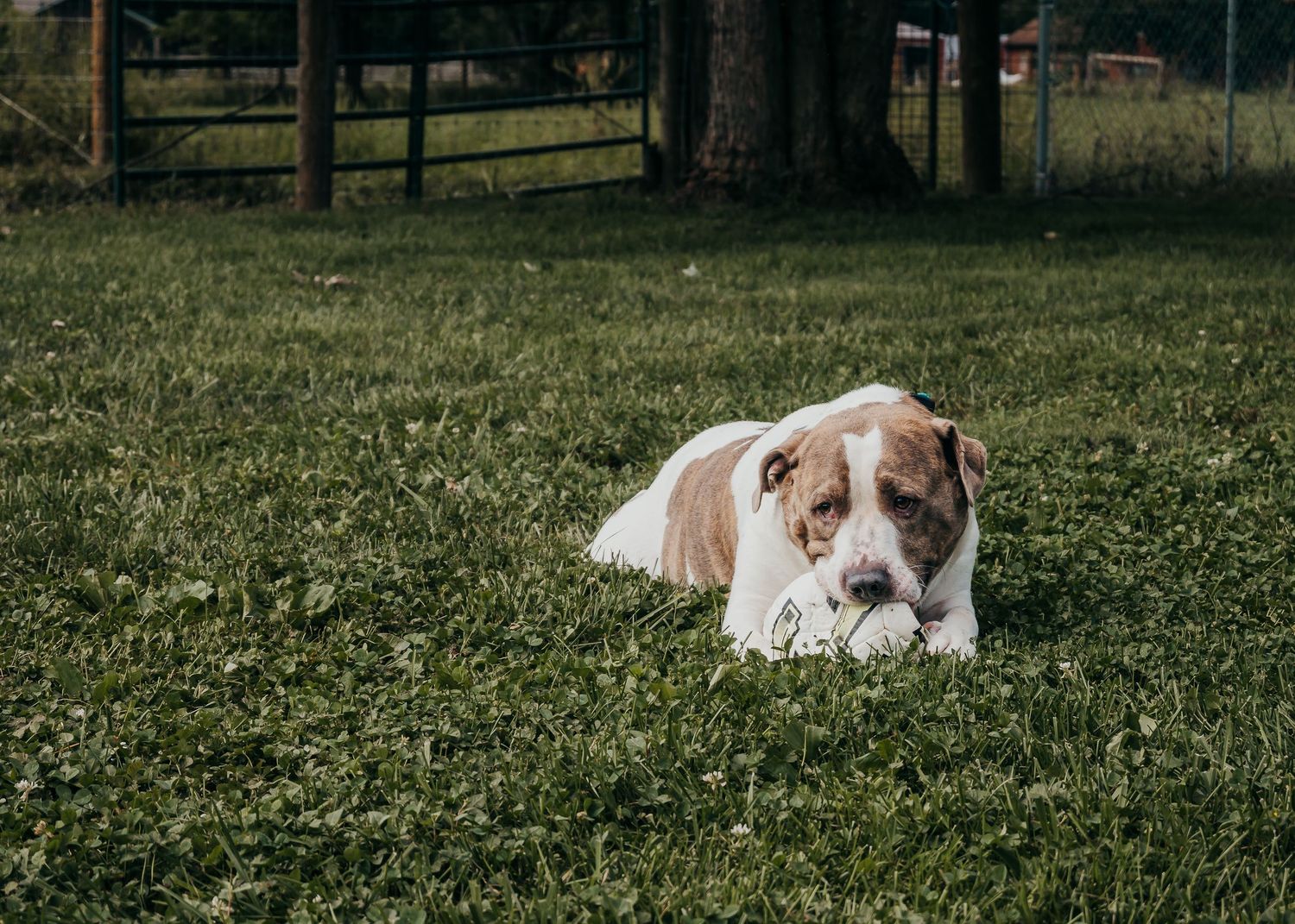 Dog Rescue