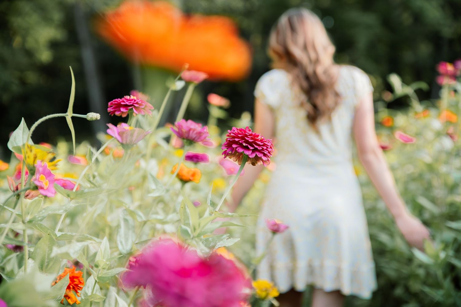 Woman in white dress walking through a vibrant garden of colorful zinnia flowers in bloom.