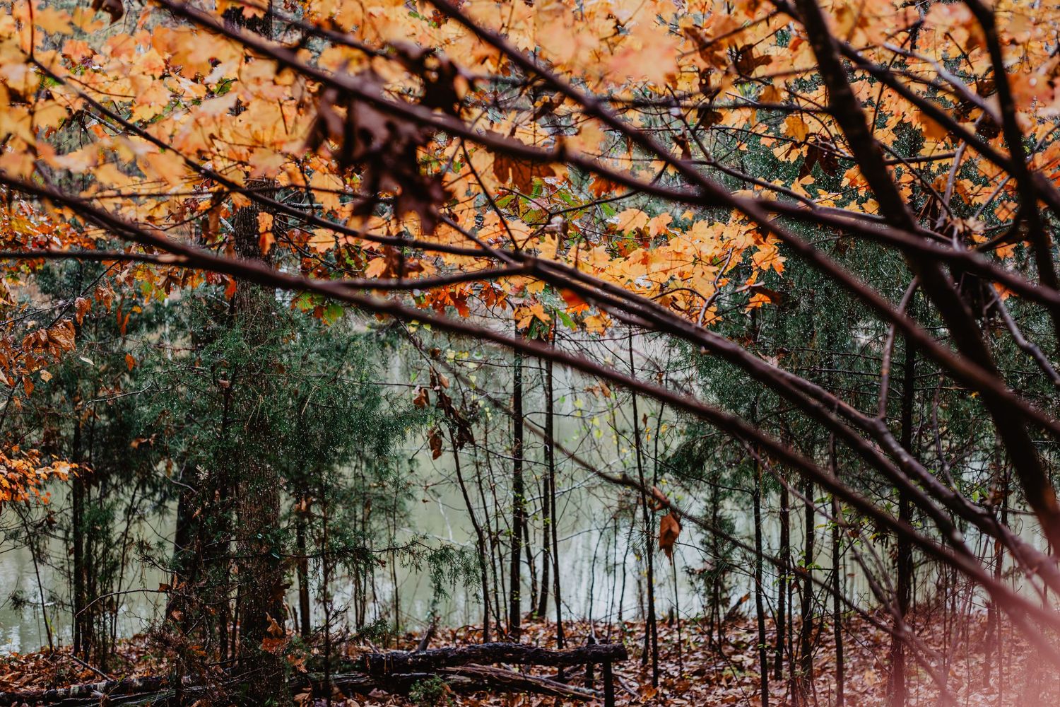 nature photographer