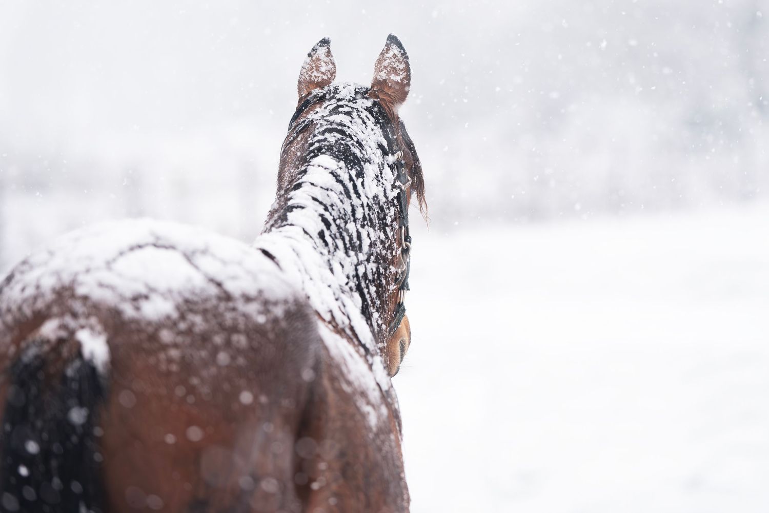 Fotografie in de natuur in Gelderland door paardenfotograaf