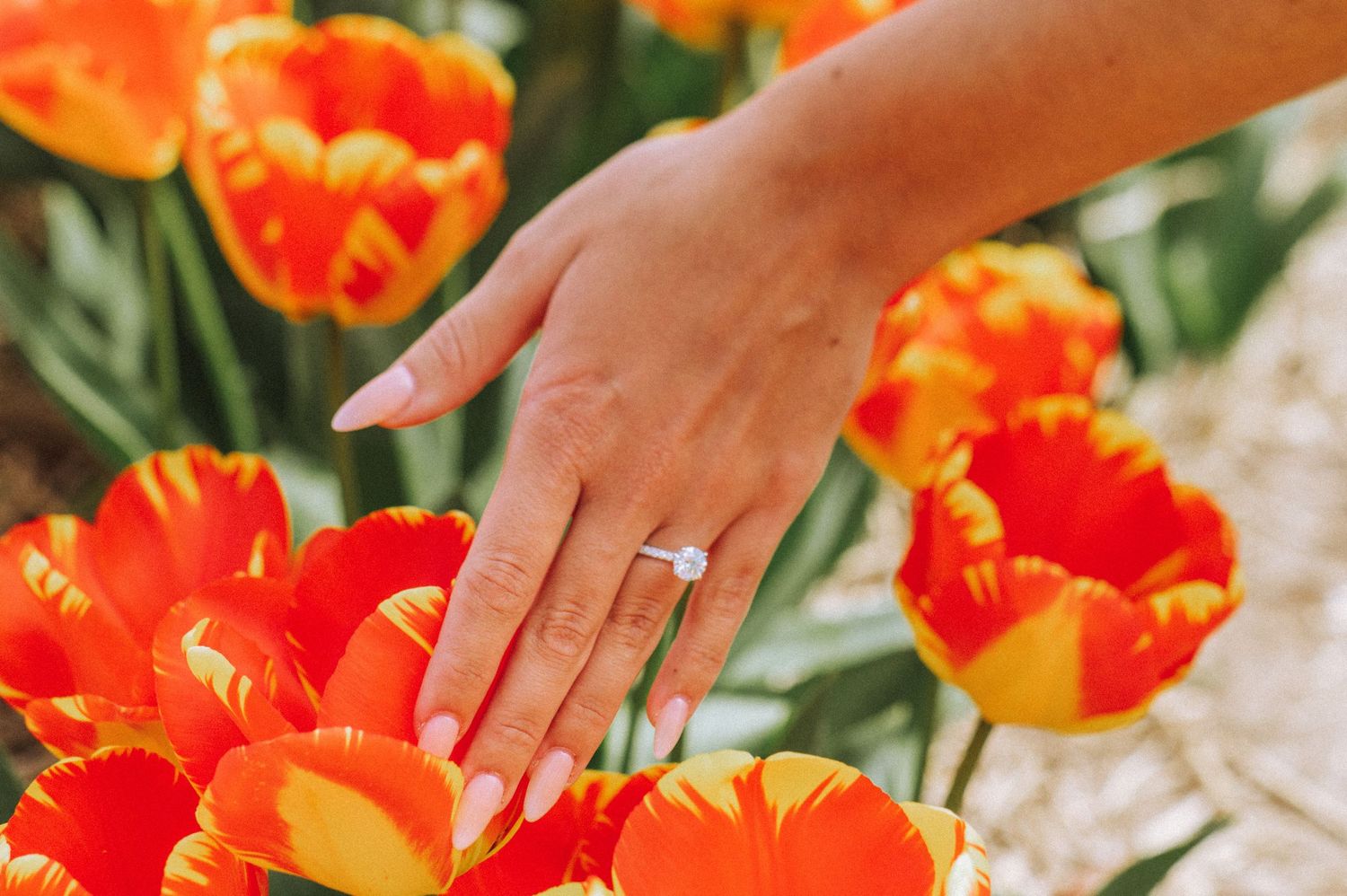Hand reaching for vibrant orange and red tulips in bright sunlight.