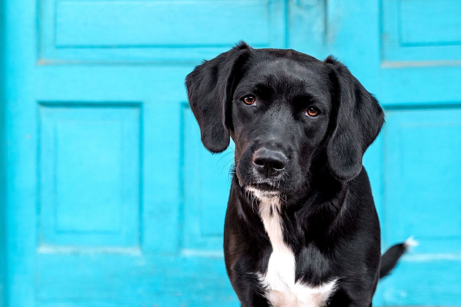 Black dog against colorful urban wall with natural light highlighting form and personality