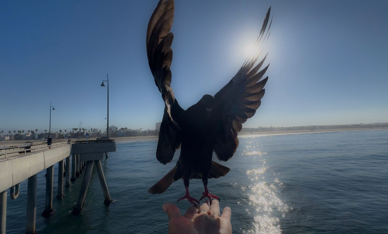 A series of dramatic sunset boat photos showing a pelican in flight over calm ocean waters.