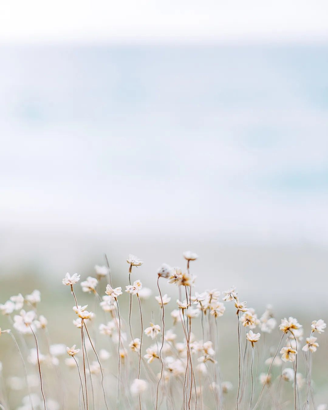 Delicate white daisies blooming against a soft pastel background in natural light.