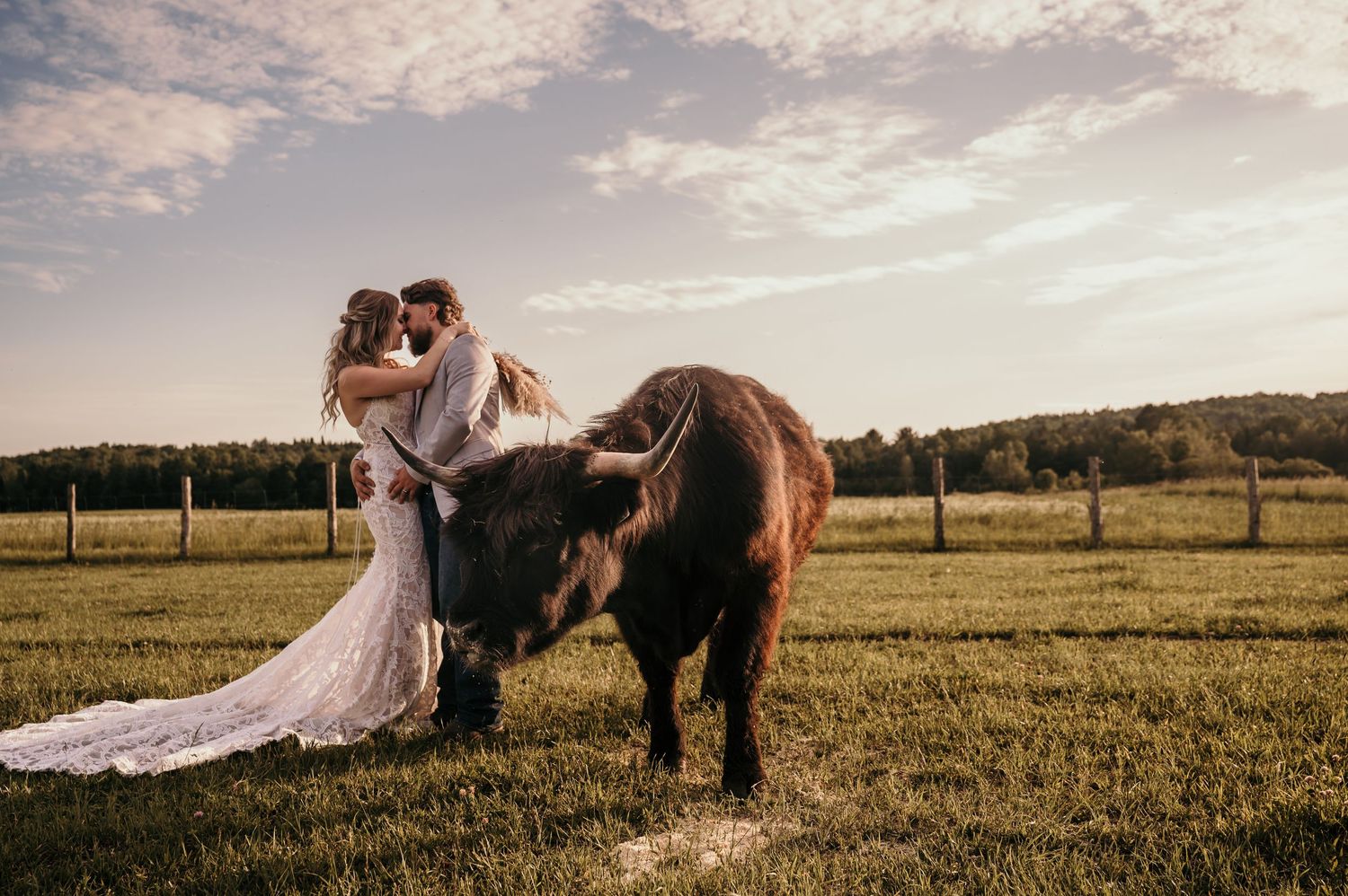 A couple in formal attire poses with a brown Highland cow in a pastoral field at sunset.