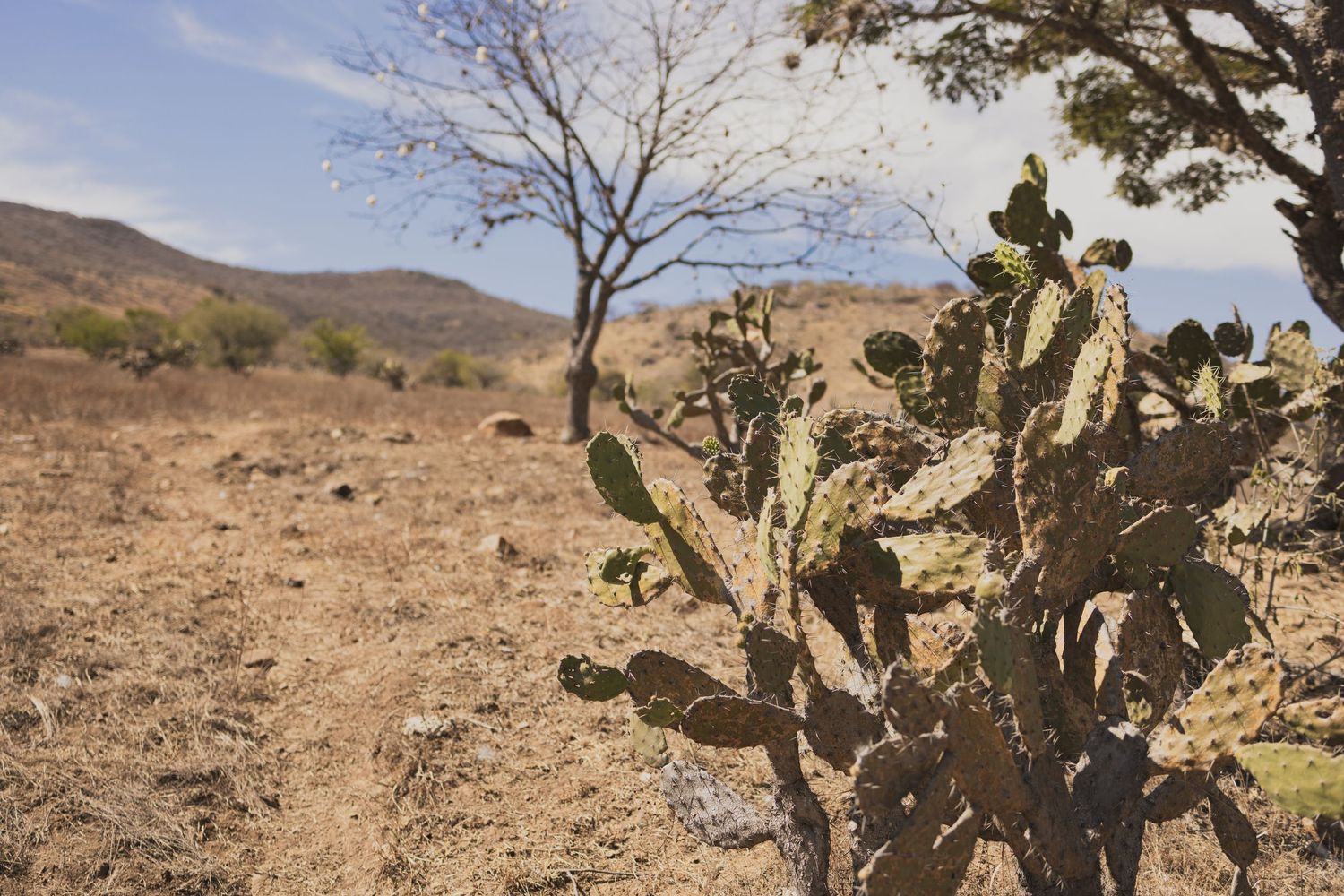 Prickly pear cactus in arid desert landscape with mountains in background.