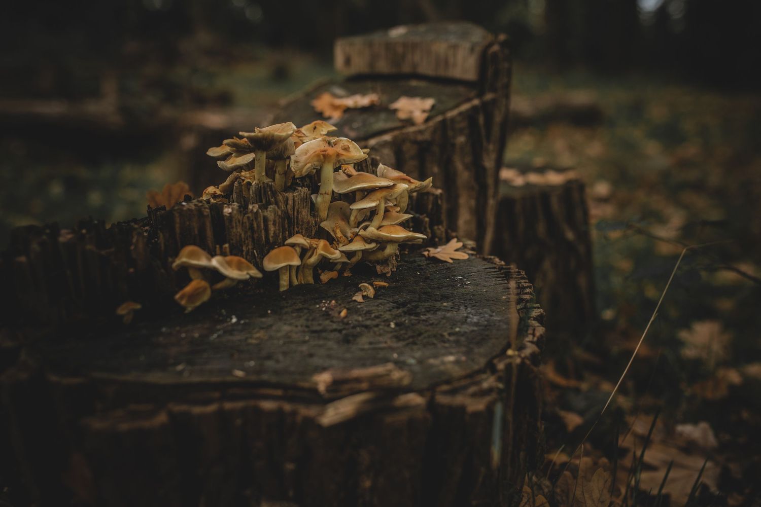Fallen autumn leaves scattered across dark ground near a wooden post in moody lighting.