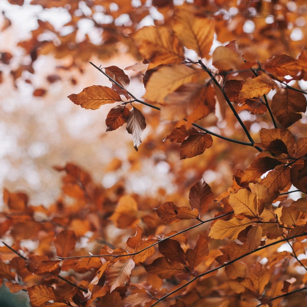 Close-up of vibrant orange and brown autumn leaves on tree branches in soft natural light.
