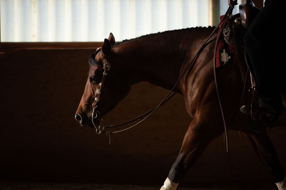 Reiners Ridge Performance Horses - Antrim Photography- Ontario ...