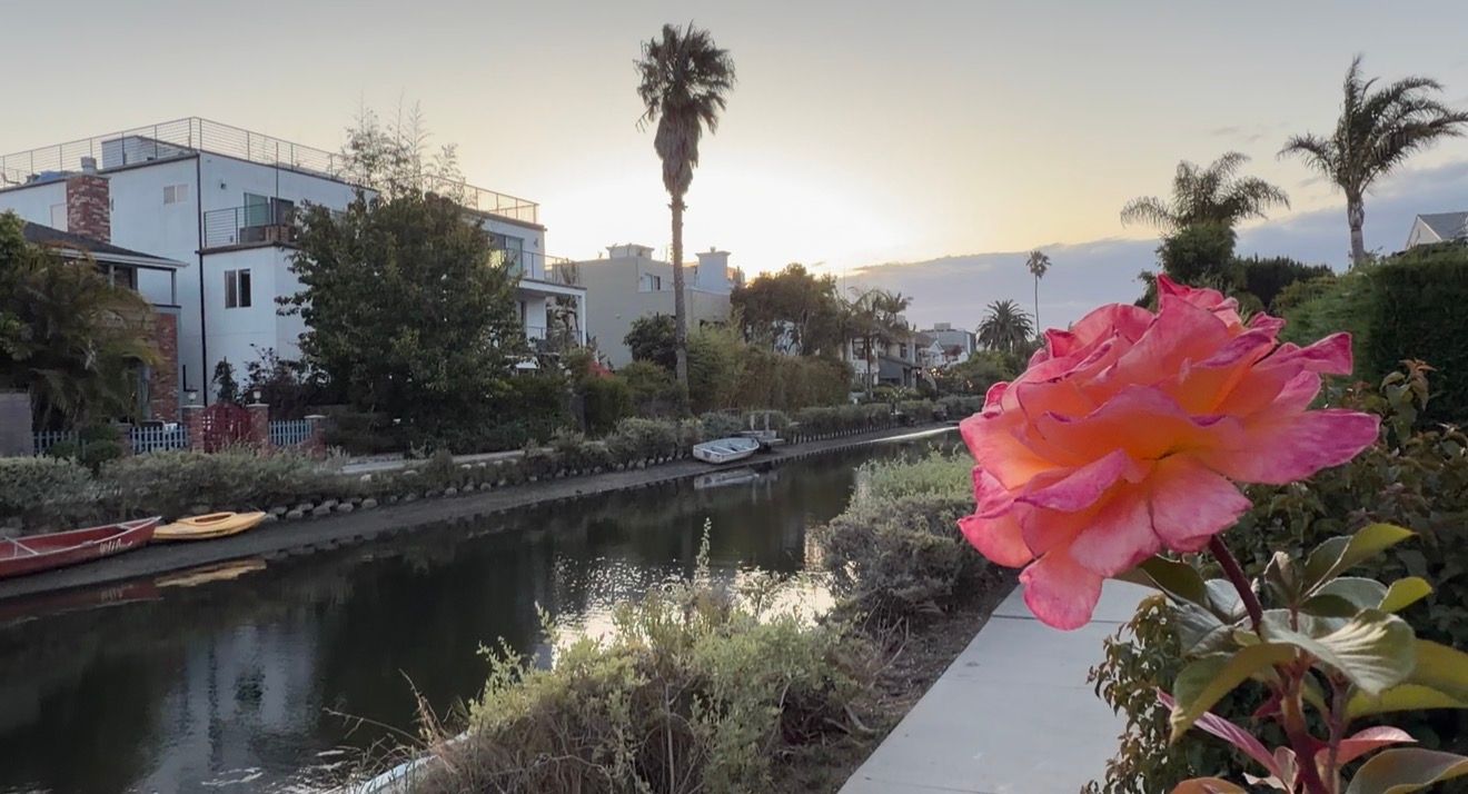 Pink hibiscus flower blooms beside the Venice Canals at sunset with palm trees and colorful kayaks in Los Angeles.