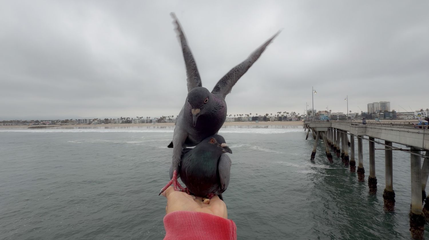 A seagull perches on a person's hand near a coastal pier with ocean views under an overcast sky.