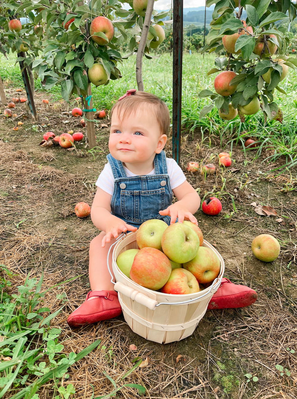 Things To Do in Asheville, NC with a Toddler