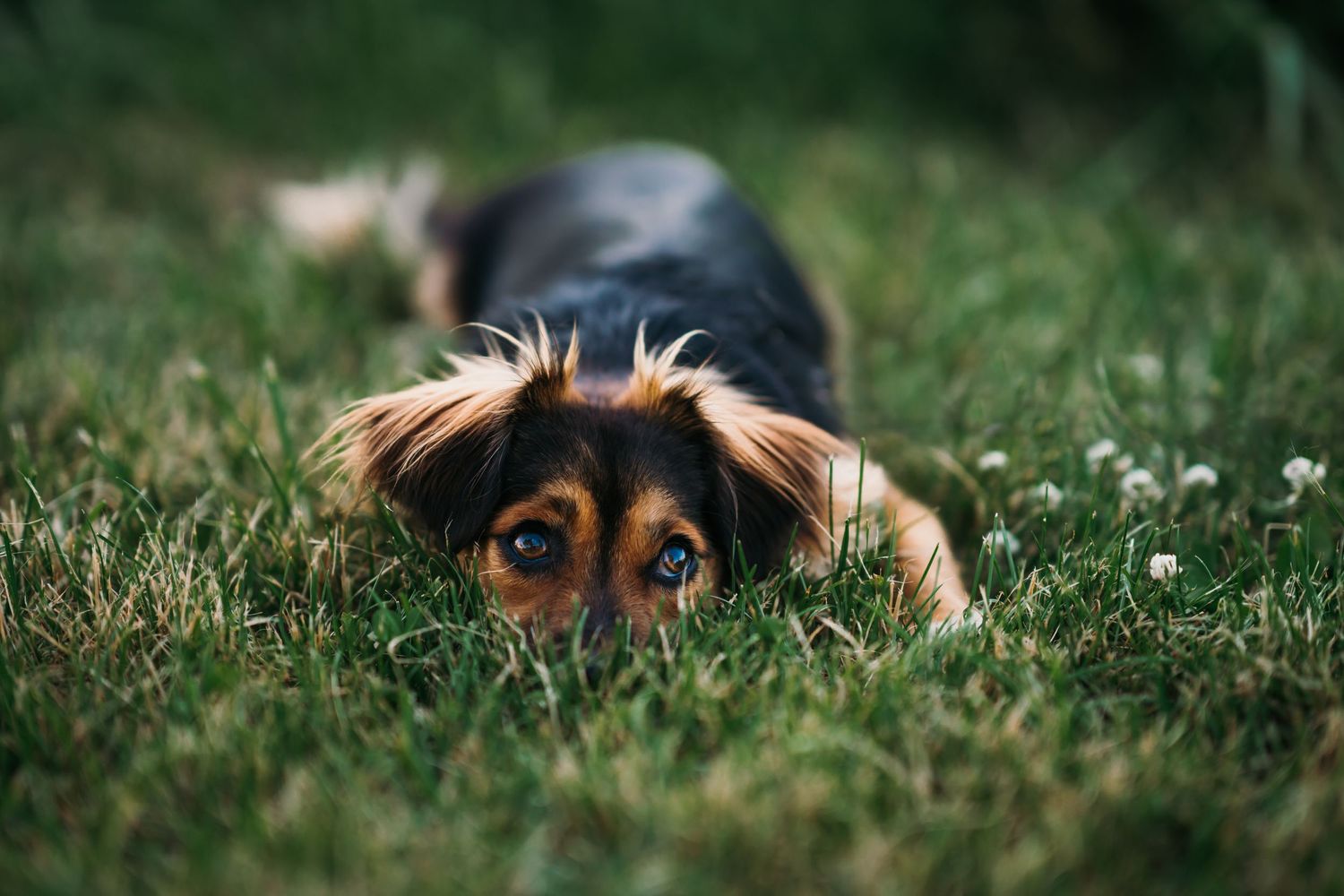 A dog peers playfully from behind tall grass with expressive brown eyes and floppy ears.