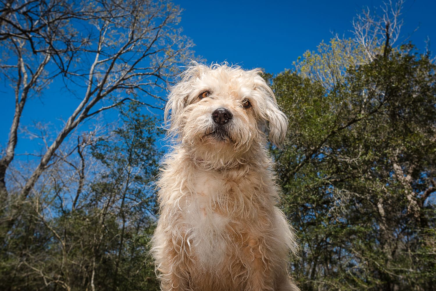 Scruffy white dog photographed from below against bright blue sky and bare tree branches.