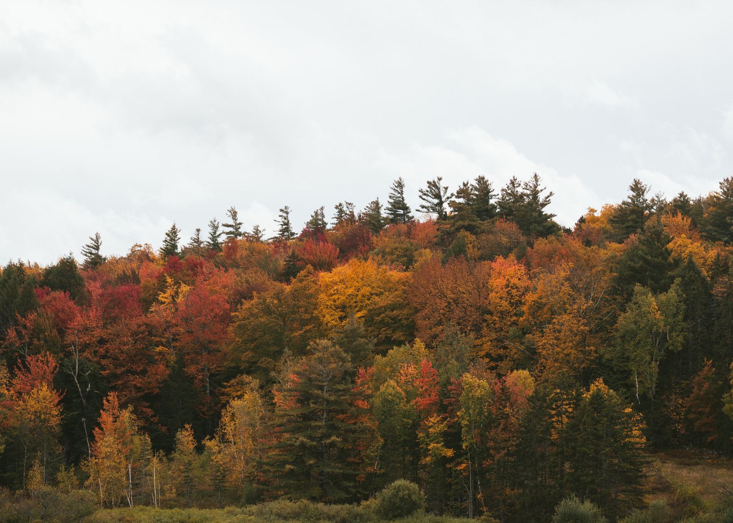 overcast, rainy fall foliage landscape photo in Vermont taken by M.photo