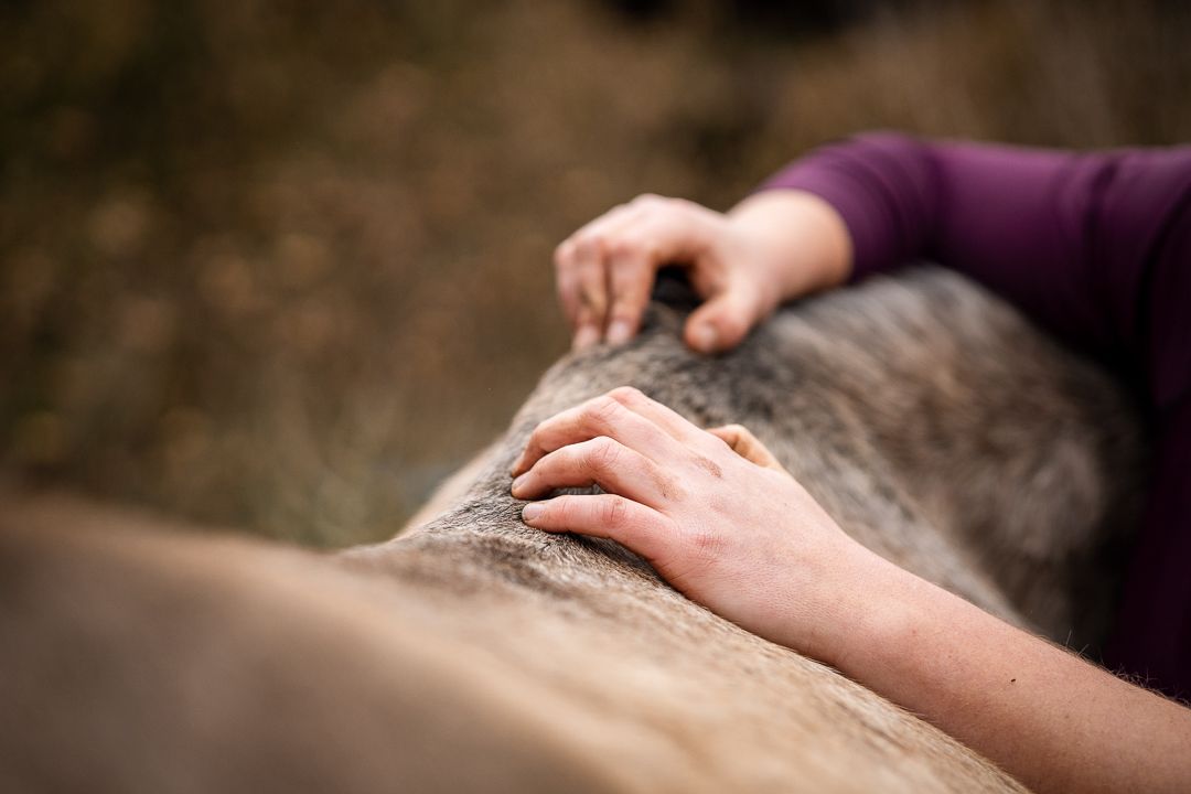 Close-up of two hands gently resting on a horse's back during an equine osteopathy session.