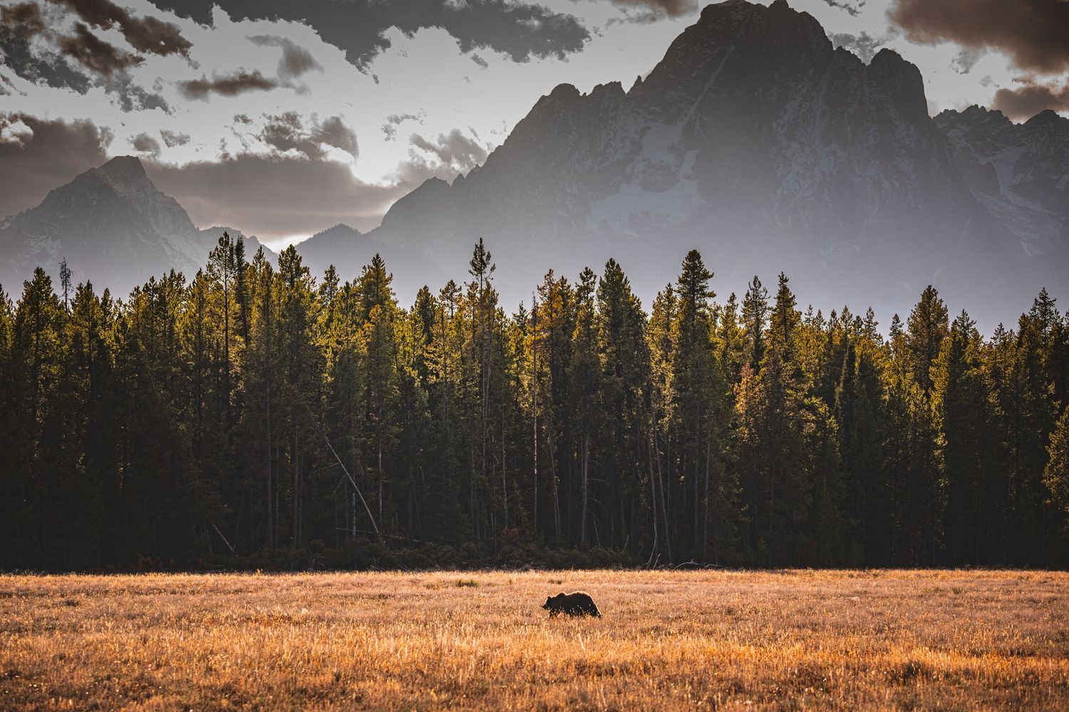 Lone bison grazes in golden meadow beneath dramatic mountain peaks and forest in Grand Teton National Park.