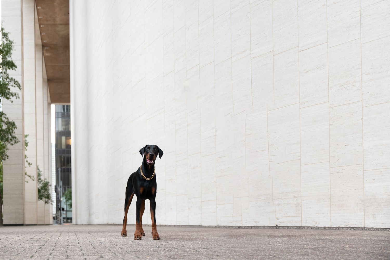 A black and tan Doberman Pinscher stands alert against a white concrete wall in an urban setting.