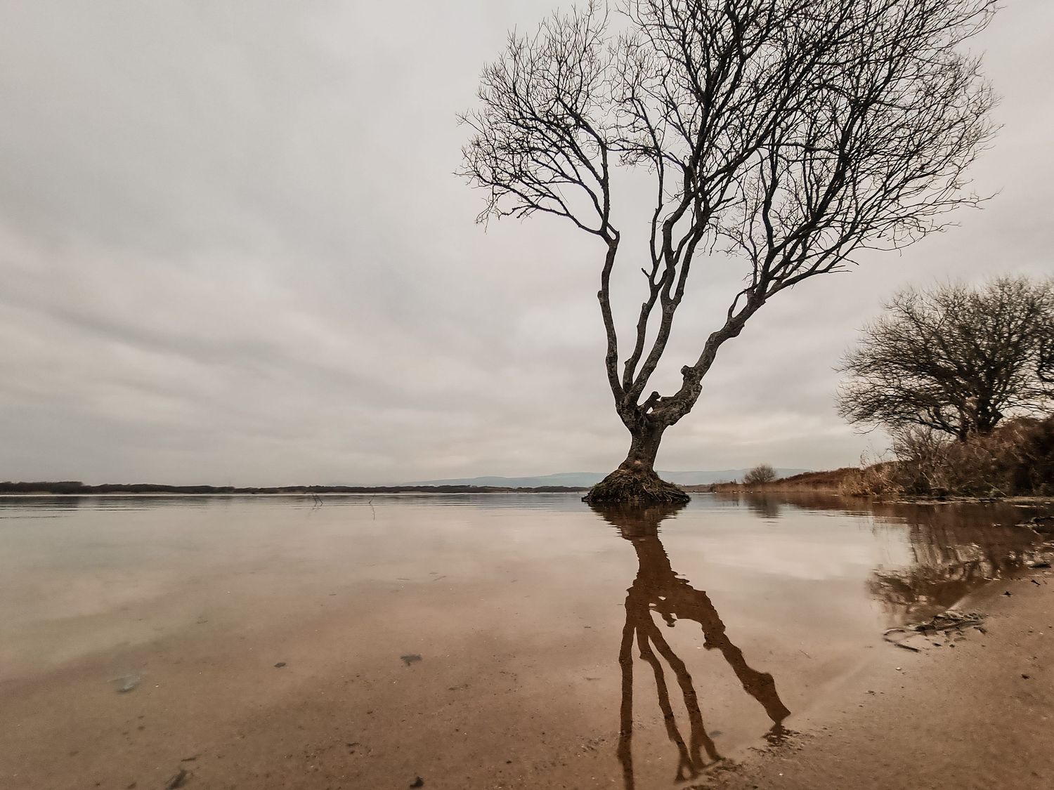 A solitary tree stands in calm water with its reflection creating a mirror image against a moody gray sky.