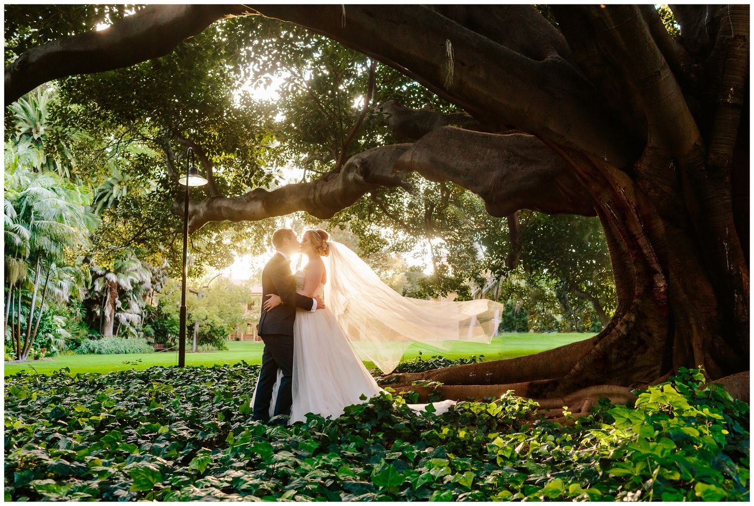 Dreamy wedding portrait under a large tree at sunset with flowing veil.