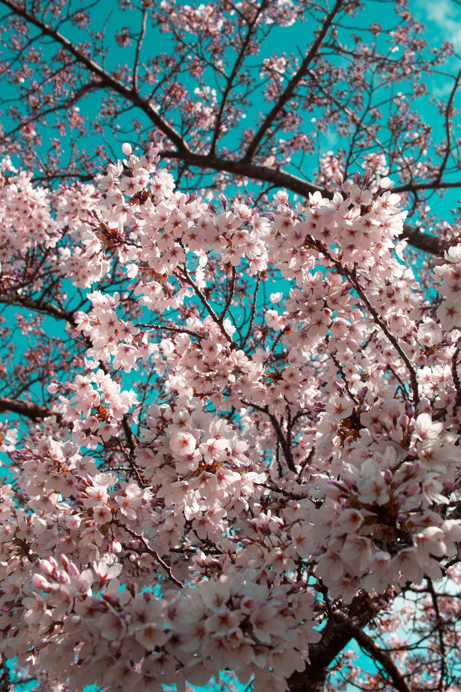 Grow Your Business With Seasonal Marketing, Brand Strides