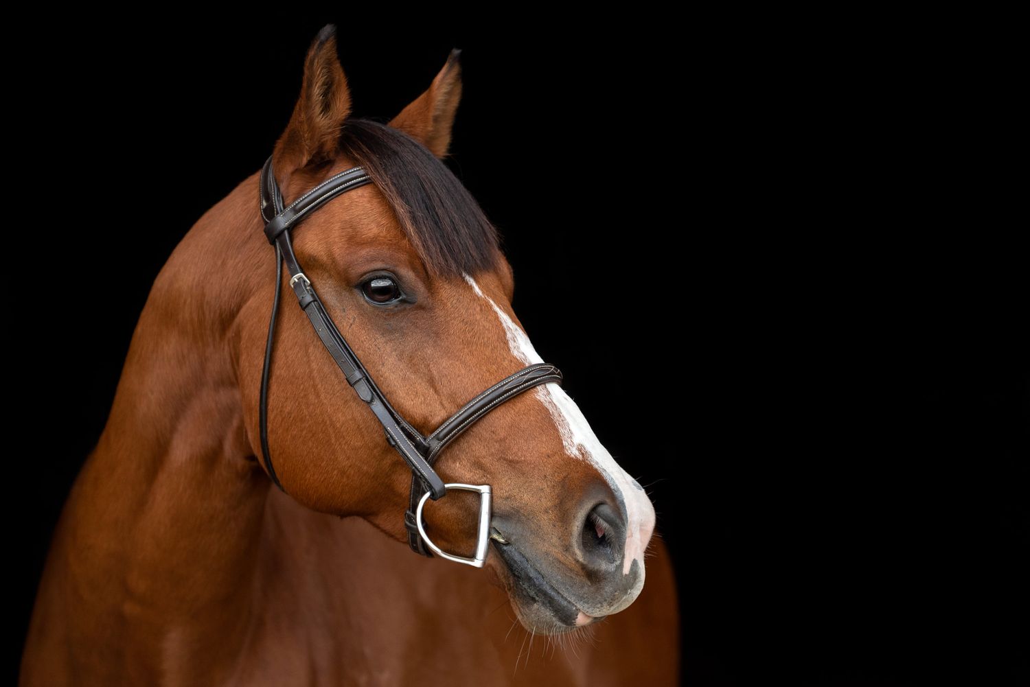 Quarter horse profile on black background in Houston
