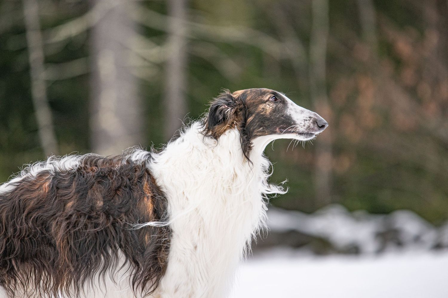 A Borzoi dog with long silky white and brown fur stands in a snowy winter landscape with trees in the background.  Xenophon Photography