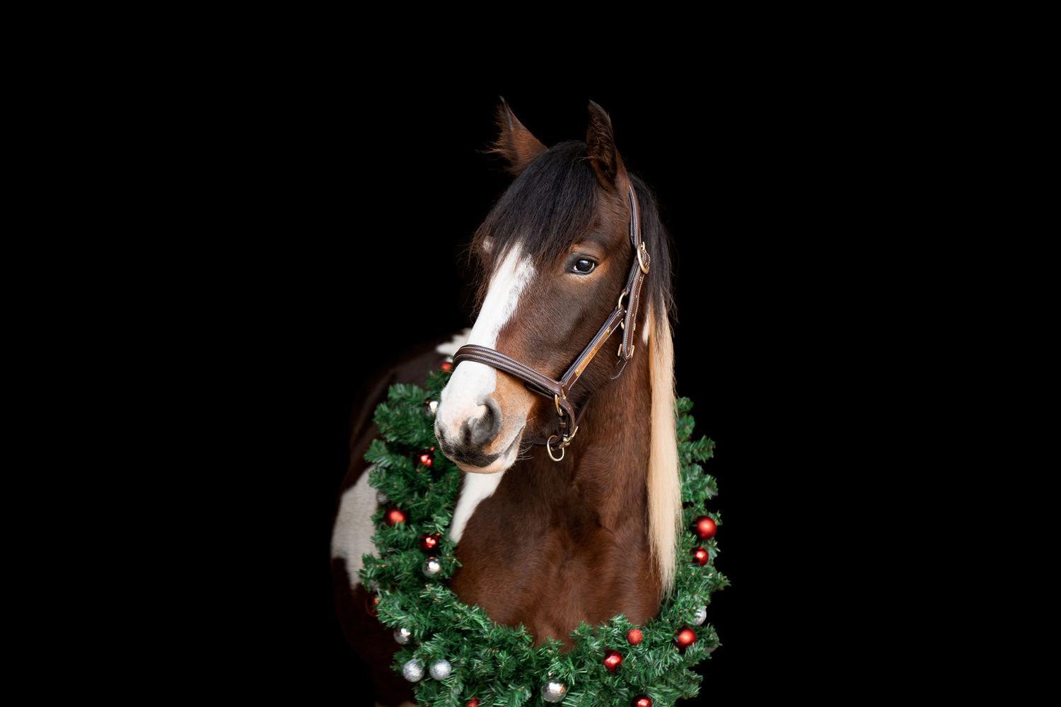 Cheval; noël; cadeau; idée; cavalier; cavalière; photographe; alsace; bas-rhin; haut-rhin; séance photo;