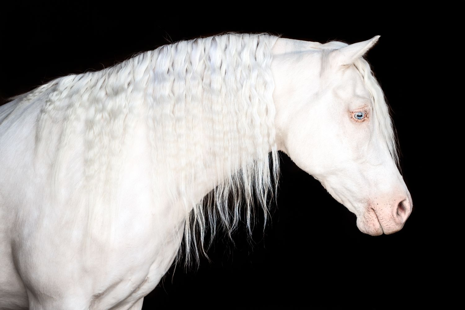Cremello morgan on black background kelly j russo photography