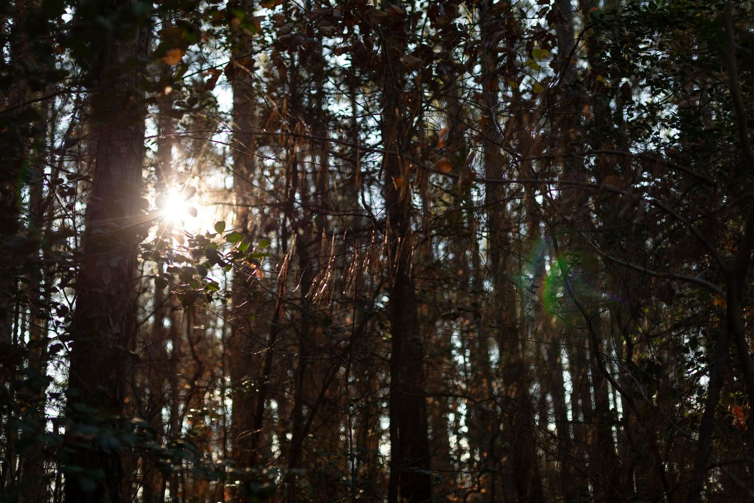 Sunlight filters through tall pine trees in a dense forest.