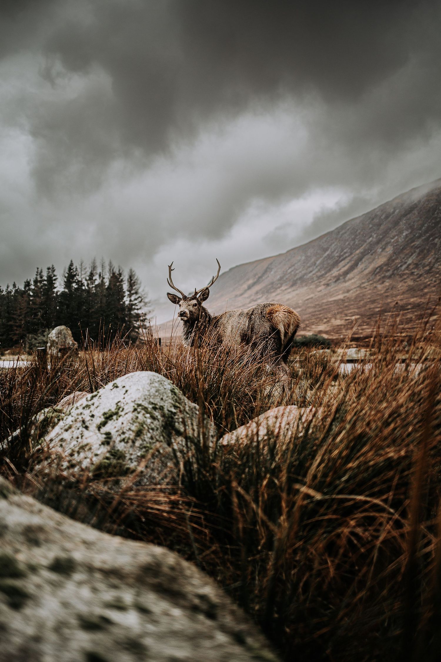 buachaille etive mòr, Kingshouse Hotel, Glencoe, Elopement, Stag