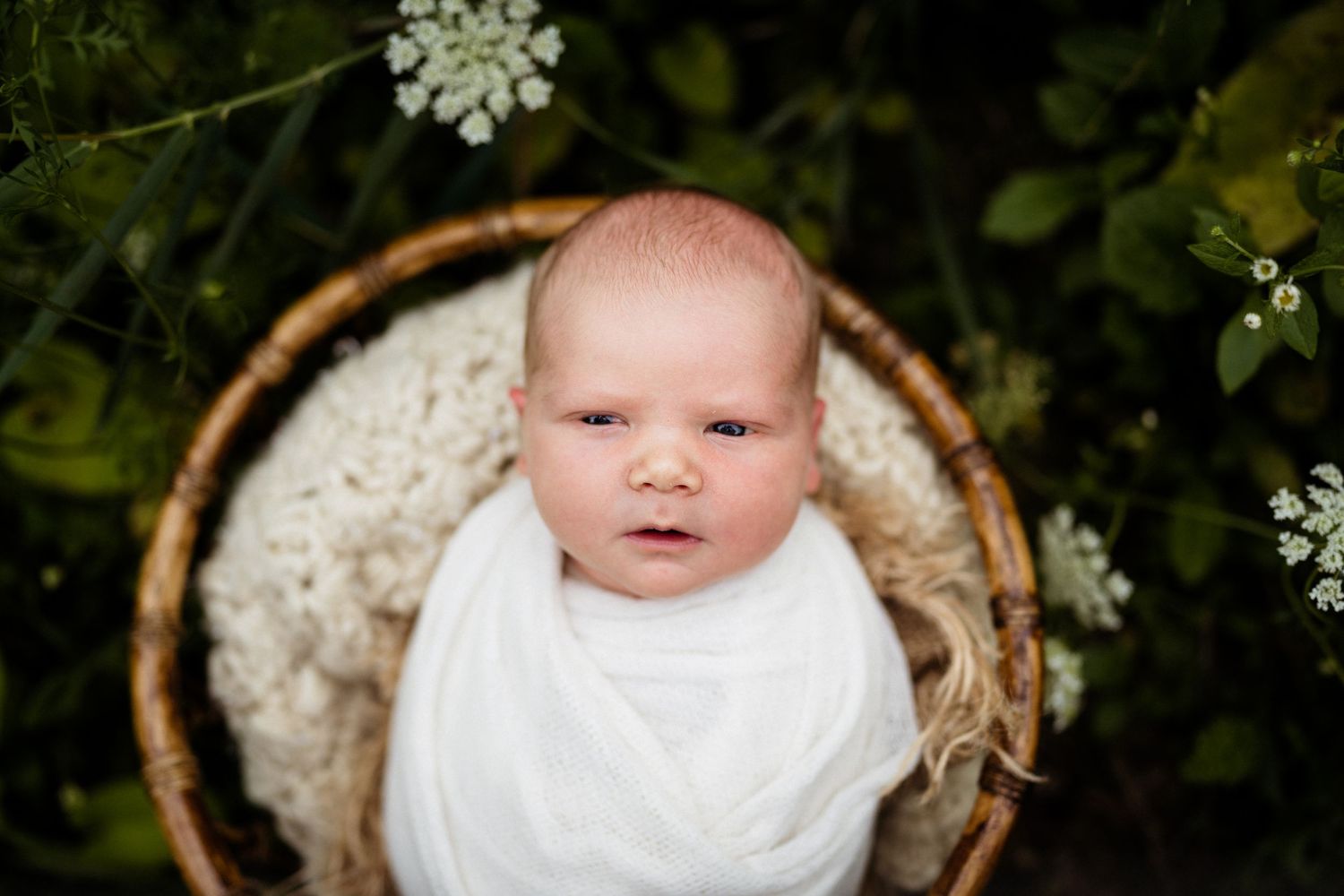 Alert newborn wrapped in white blanket peers up from wicker basket surrounded by greenery.