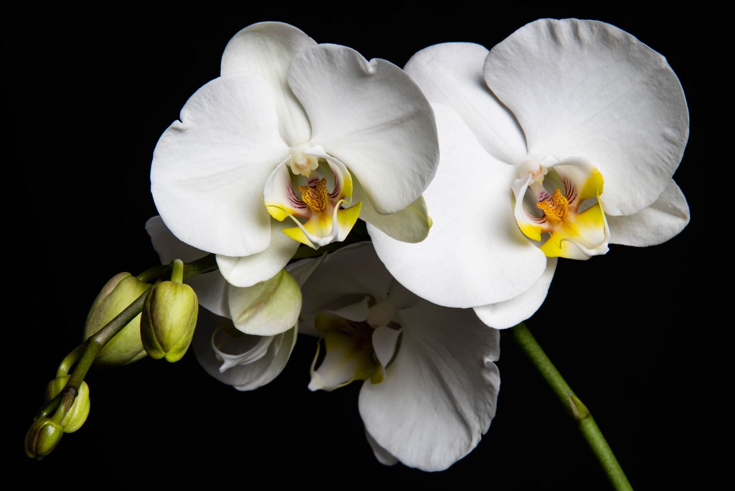 White phalaenopsis orchid blooms with yellow centers on a black background.