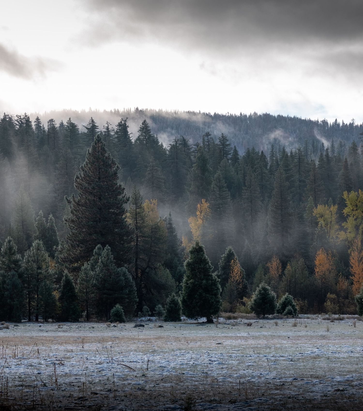 Misty coniferous forest with evergreen trees and autumn colors under moody overcast skies.