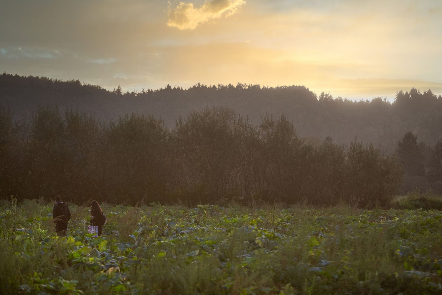 Scenic sunset view over a wildflower meadow with silhouetted mountains and forest in the background.