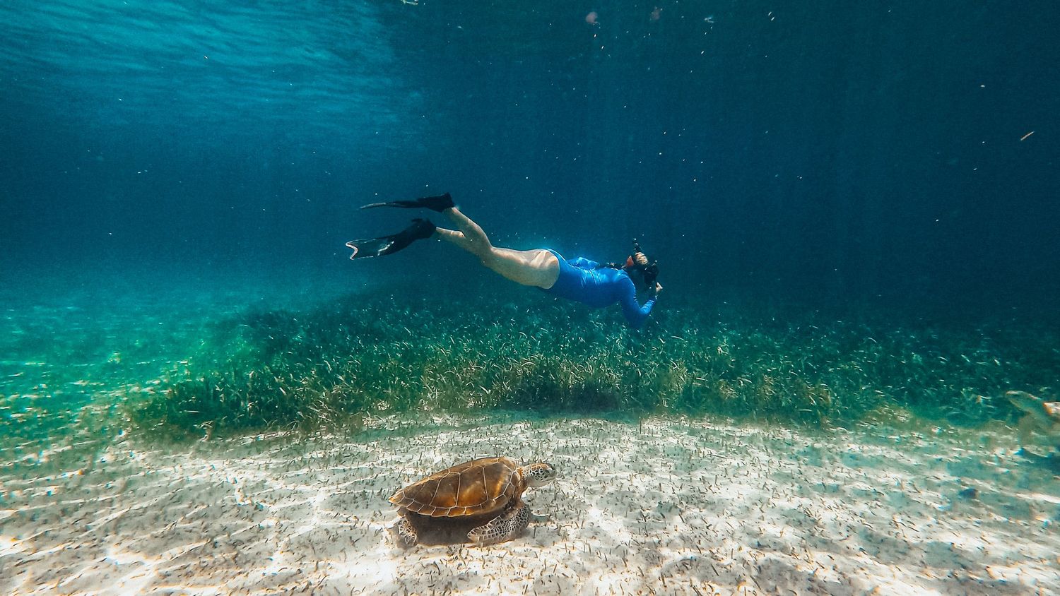 Panoramic underwater view of a coral reef with tropical fish in crystal clear waters.