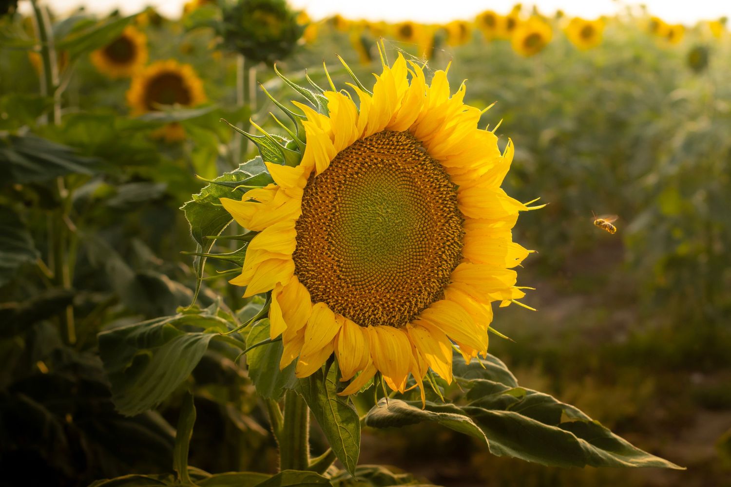 A vibrant sunflower field glows in the golden evening light as the sun sets behind the trees.