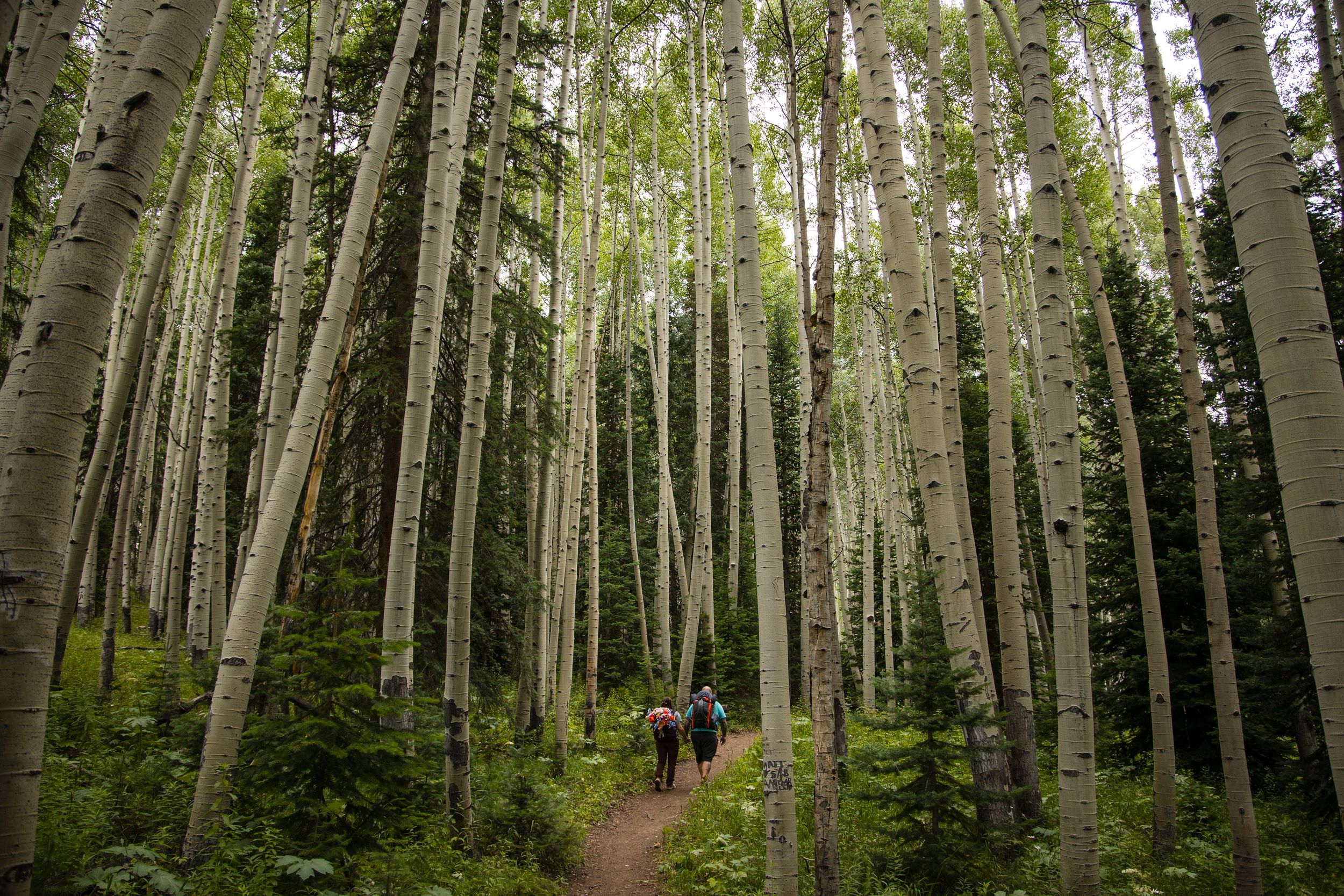 Tall white aspen trees create a natural corridor in a lush forest setting with sunlight filtering through the canopy.