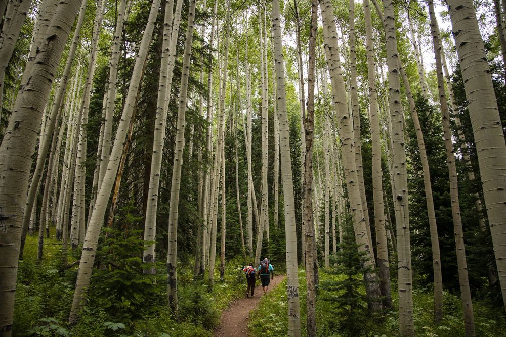 Tall white aspen trees create a natural corridor in a lush forest setting with sunlight filtering through the canopy.