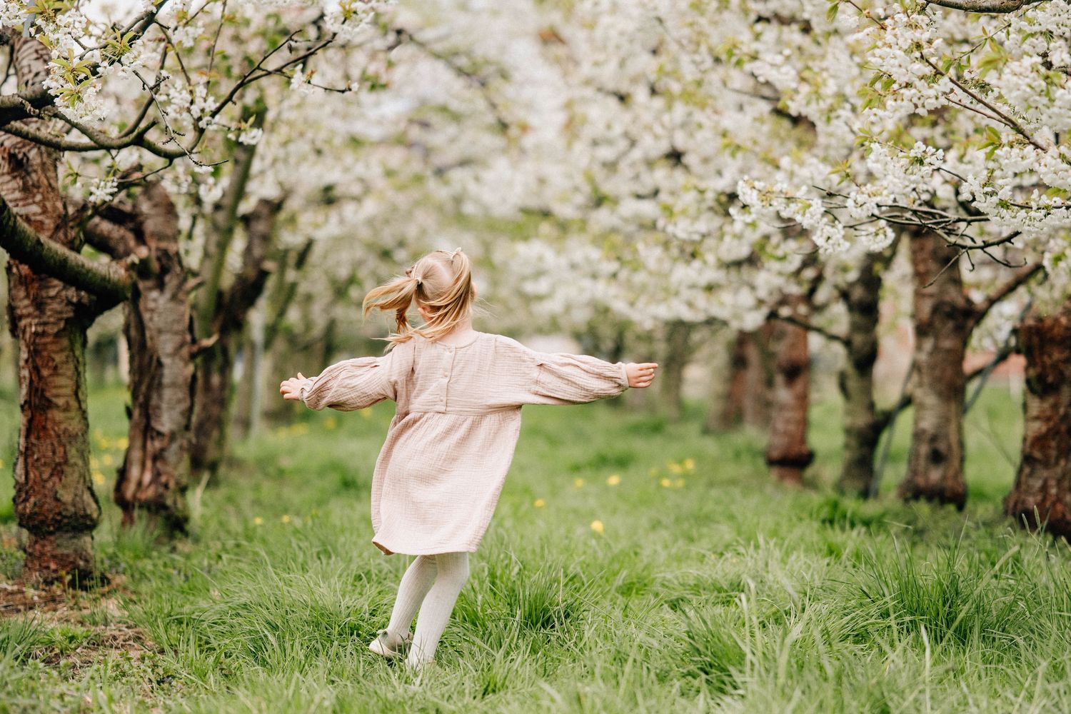 Ein Mädchen im Leinenkleid tanzt durch die Kirschblüten im Alten Land beim Fotoshooting mit Julia Aßmann