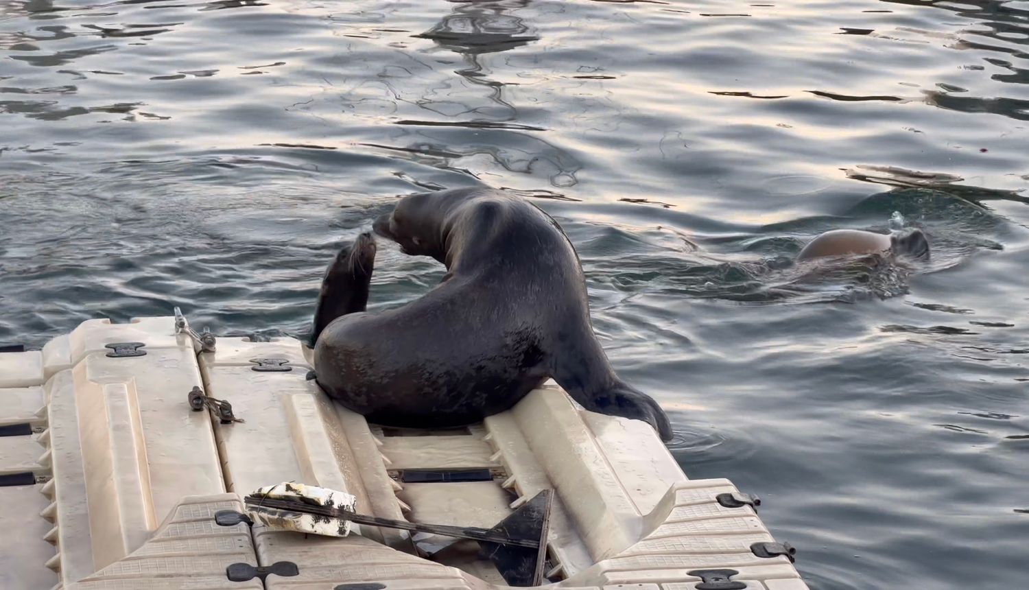 A black dog rests on the edge of a boat deck while sailing on rippling water during a sunny day.