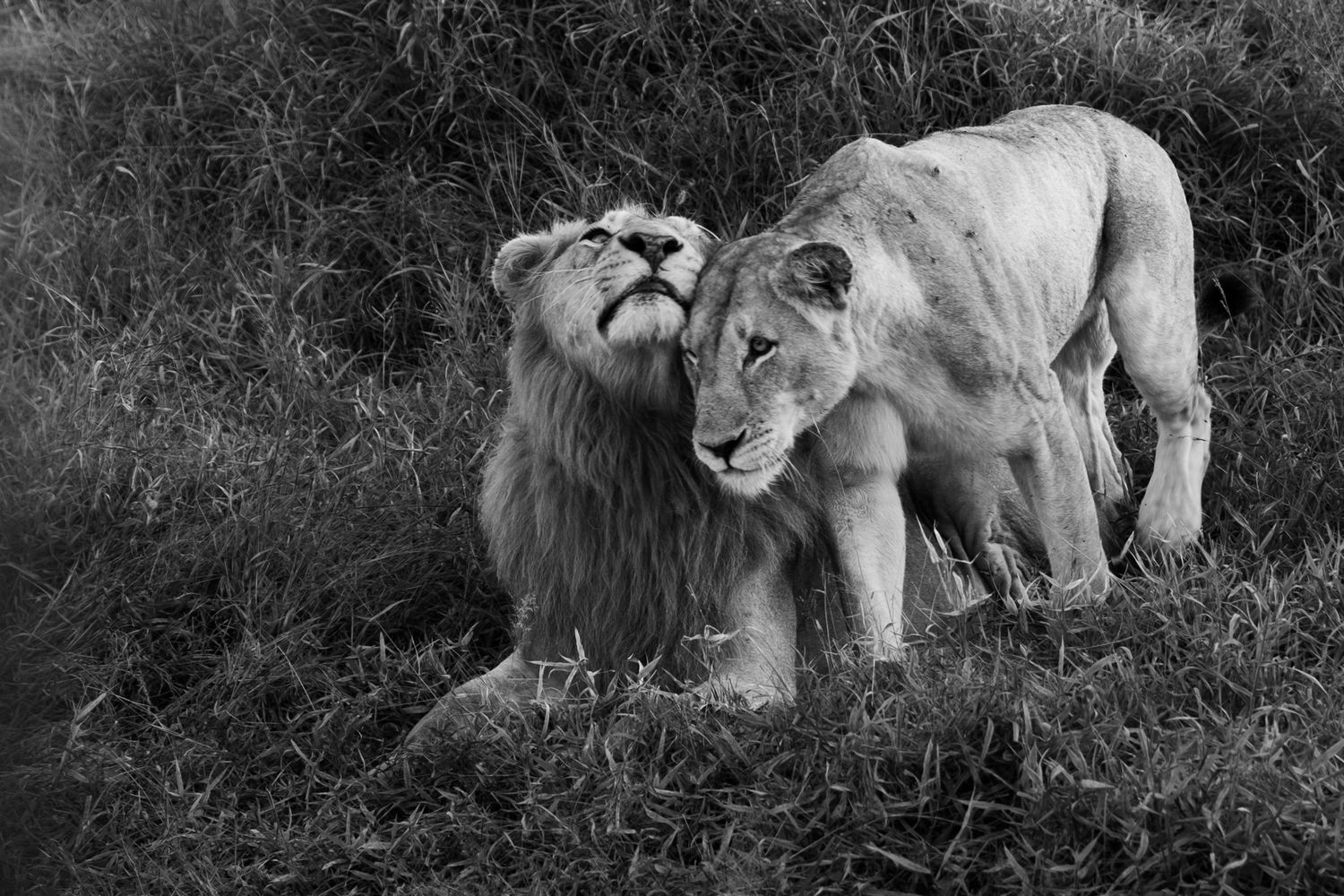 A black and white photo of a lion and lioness nuzzling affectionately in lush green grass.