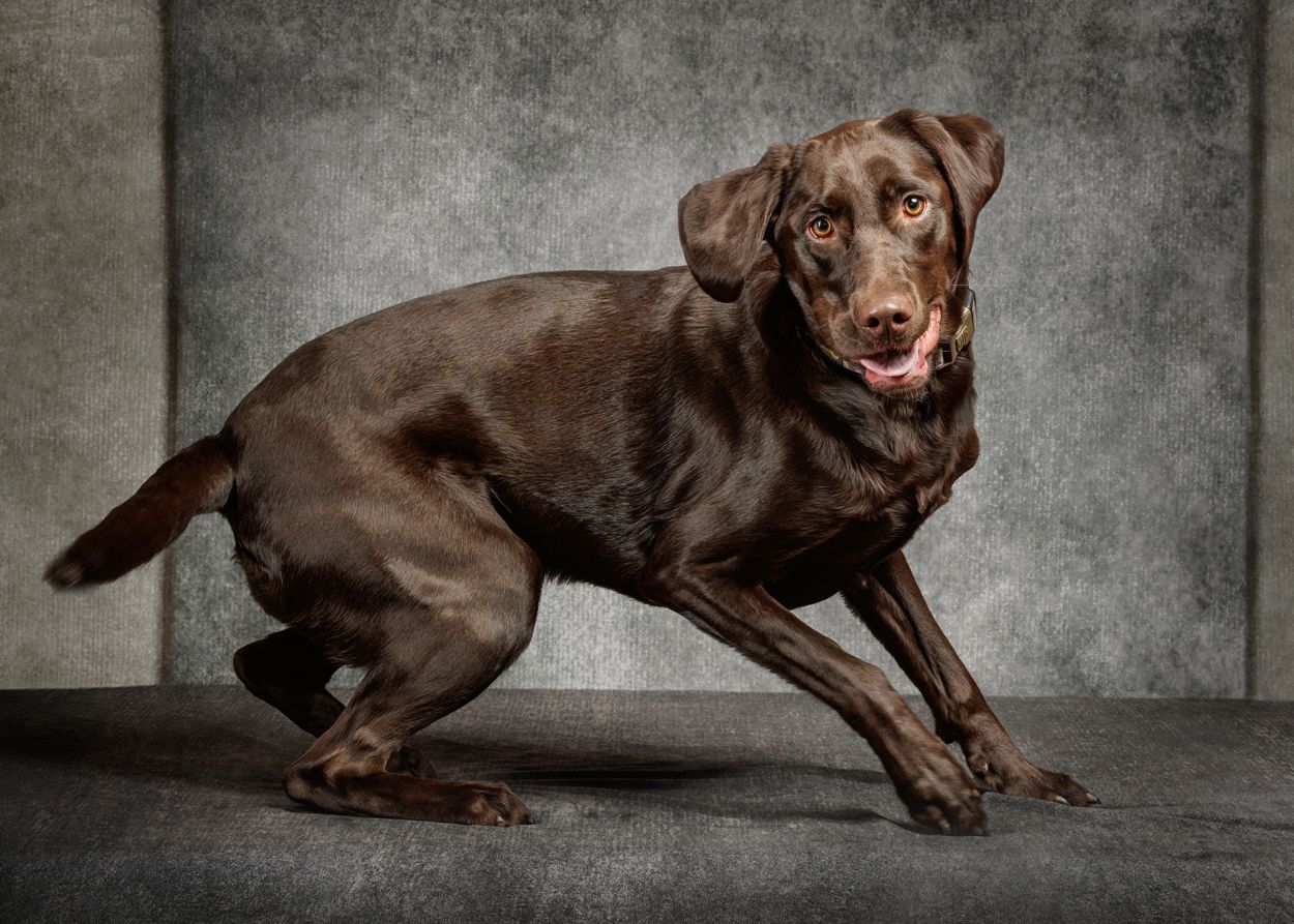 Chocolate Labrador Retriever in a playful stance against a gray studio background.