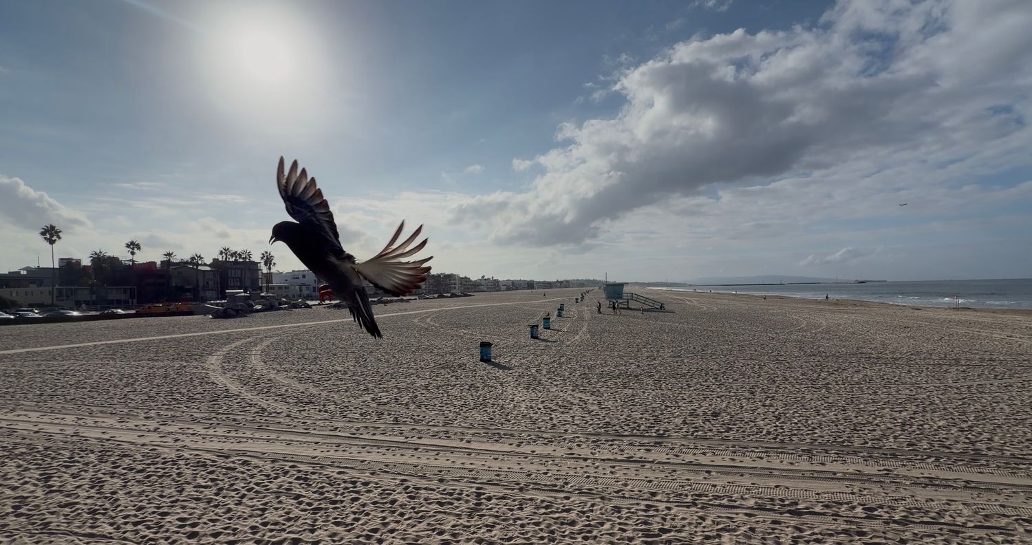 A large bird soars over a wide sandy beach on a partly cloudy day with beachfront buildings in the distance.