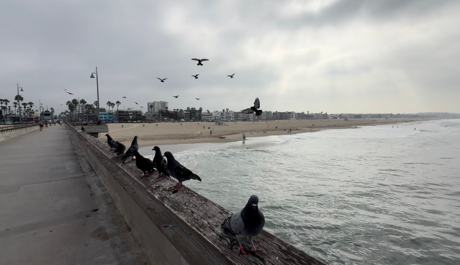 Pigeons perched on a seaside wall with birds flying over a cloudy beach boardwalk near the ocean.