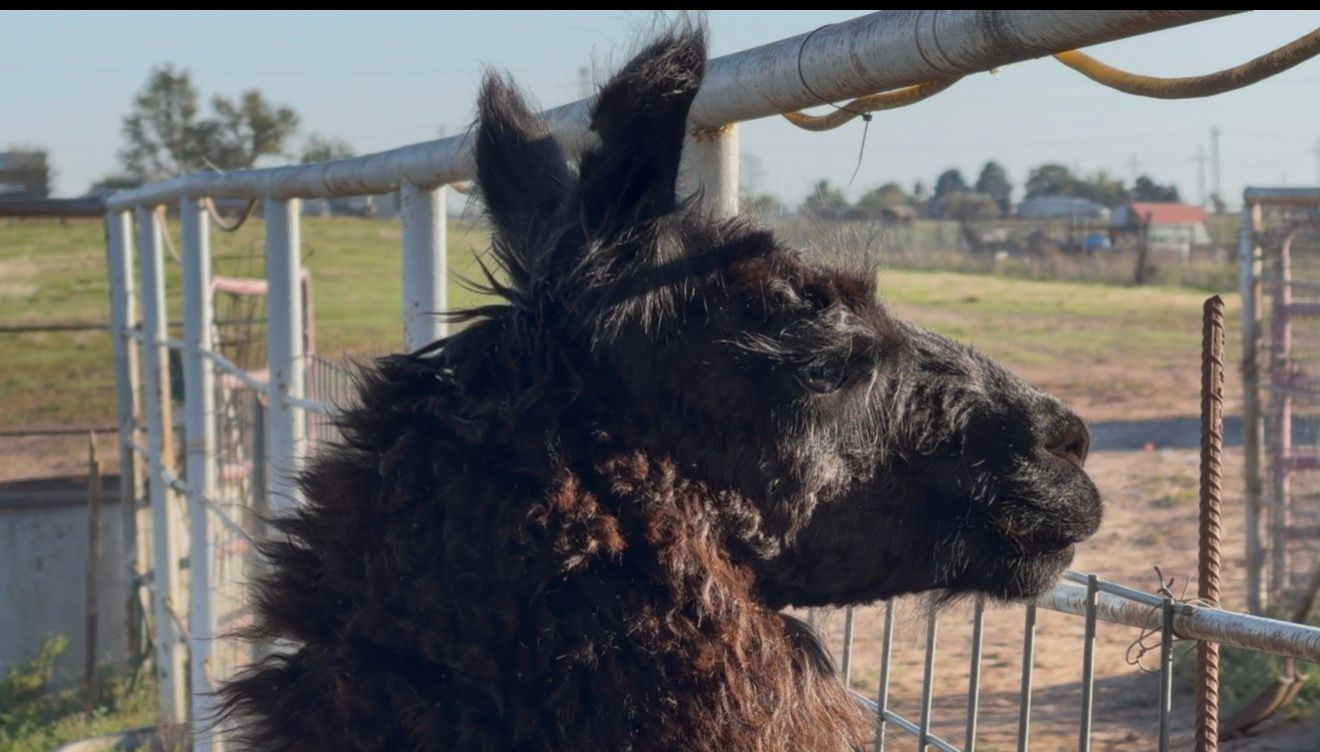 A dark brown llama or alpaca stands in a farm enclosure with metal fencing on a sunny day.