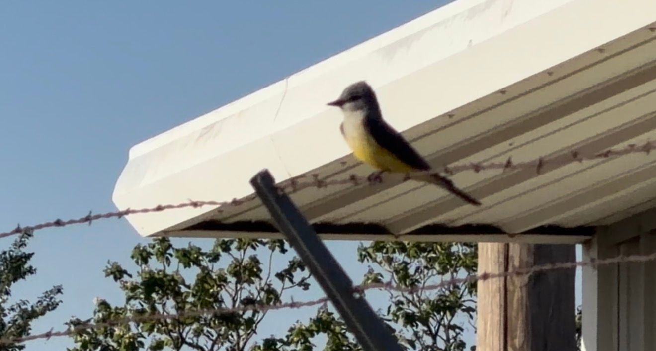 A yellow and gray bird perched on a metal roof edge near barbed wire against a clear blue sky.